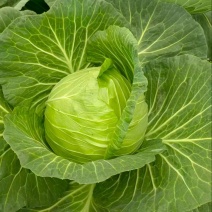 四川产地春菜直发包菜莲花白鸡心白量大从优
