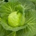 四川产地春菜直发包菜莲花白鸡心白量大从优