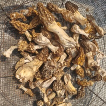 鲜野生羊肚菌