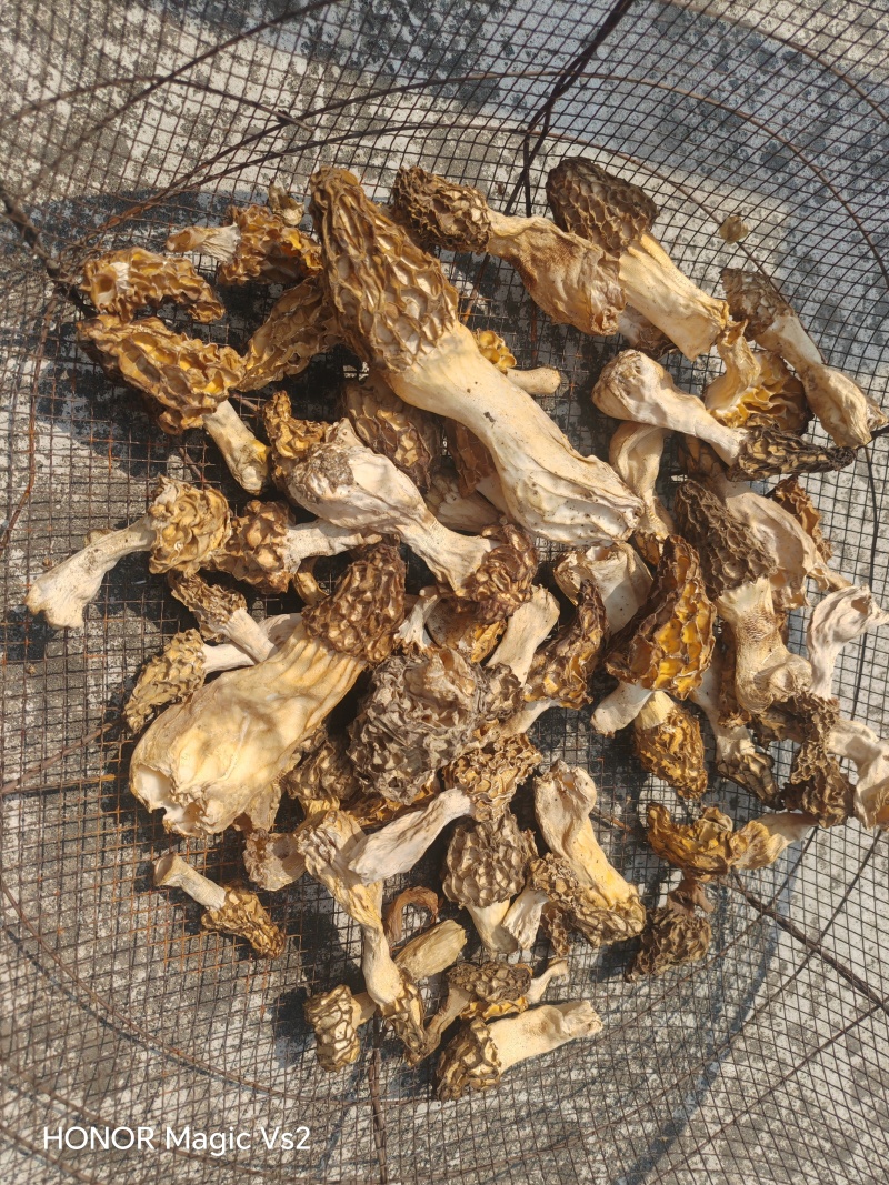 鲜野生羊肚菌