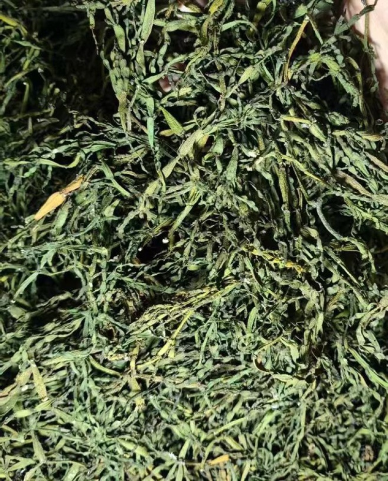 螃蟹脚茶野生螃蟹脚整根颜色绿无岁茶树螃蟹脚茶叶批发稳定供