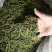 螃蟹脚茶野生螃蟹脚整根颜色绿无岁茶树螃蟹脚茶叶批发稳定供