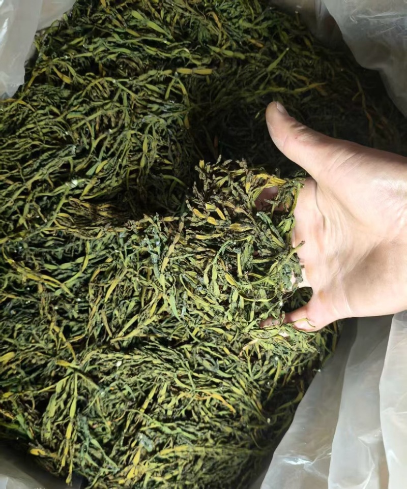 螃蟹脚茶野生螃蟹脚整根颜色绿无岁茶树螃蟹脚茶叶批发稳定供
