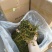 螃蟹脚茶野生螃蟹脚整根颜色绿无岁茶树螃蟹脚茶叶批发稳定供