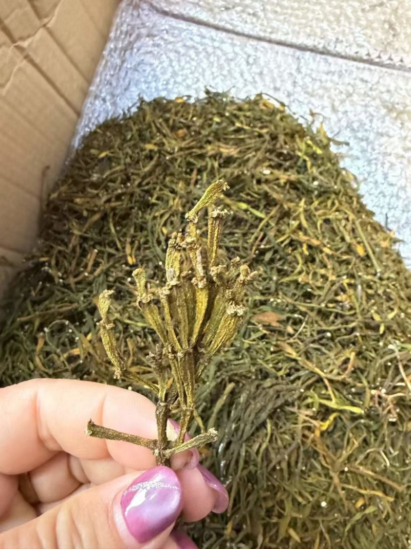 螃蟹脚茶野生螃蟹脚整根颜色绿无岁茶树螃蟹脚茶叶批发稳定供
