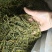 螃蟹脚茶野生螃蟹脚整根颜色绿无岁茶树螃蟹脚茶叶批发稳定供