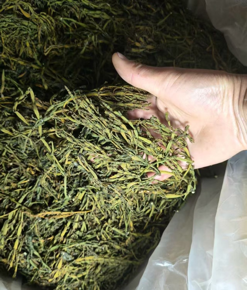 螃蟹脚茶野生螃蟹脚整根颜色绿无岁茶树螃蟹脚茶叶批发稳定供
