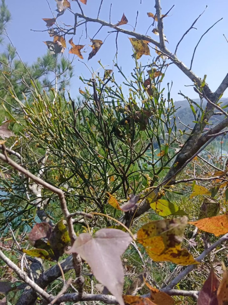 螃蟹脚茶野生螃蟹脚整根颜色绿无岁茶树螃蟹脚茶叶批发稳定供