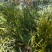 螃蟹脚茶野生螃蟹脚整根颜色绿无岁茶树螃蟹脚茶叶批发稳定供