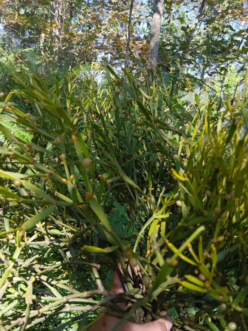 螃蟹脚茶野生螃蟹脚整根颜色绿无岁茶树螃蟹脚茶叶批发稳定供