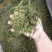 螃蟹脚茶野生螃蟹脚整根颜色绿无岁茶树螃蟹脚茶叶批发稳定供