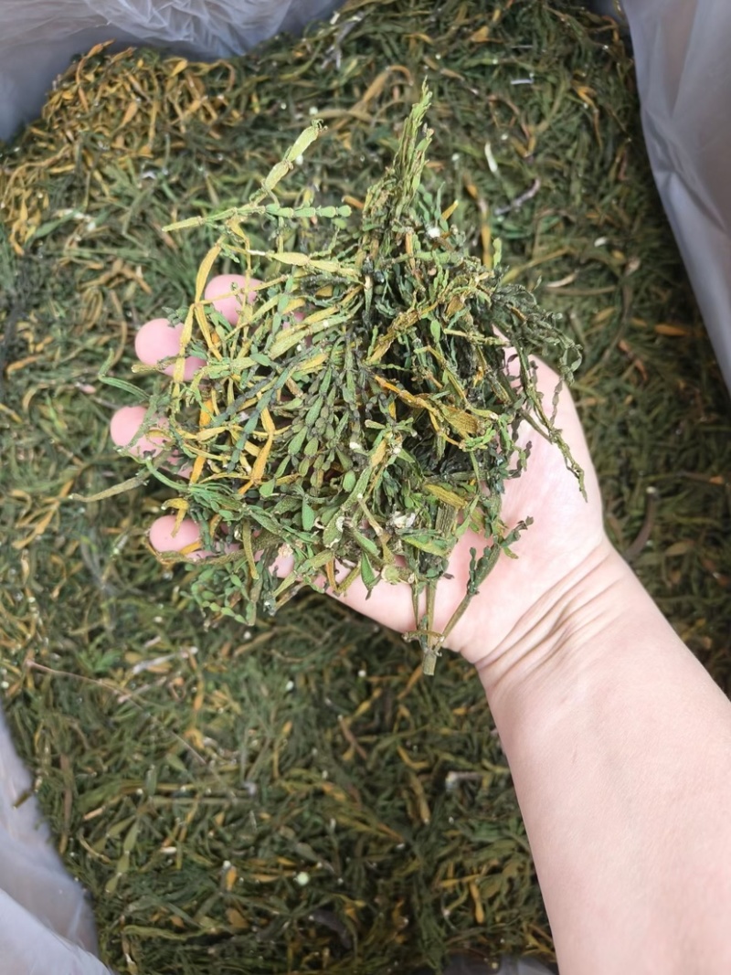 螃蟹脚茶野生螃蟹脚整根颜色绿无岁茶树螃蟹脚茶叶批发稳定供