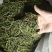 螃蟹脚茶野生螃蟹脚整根颜色绿无岁茶树螃蟹脚茶叶批发稳定供