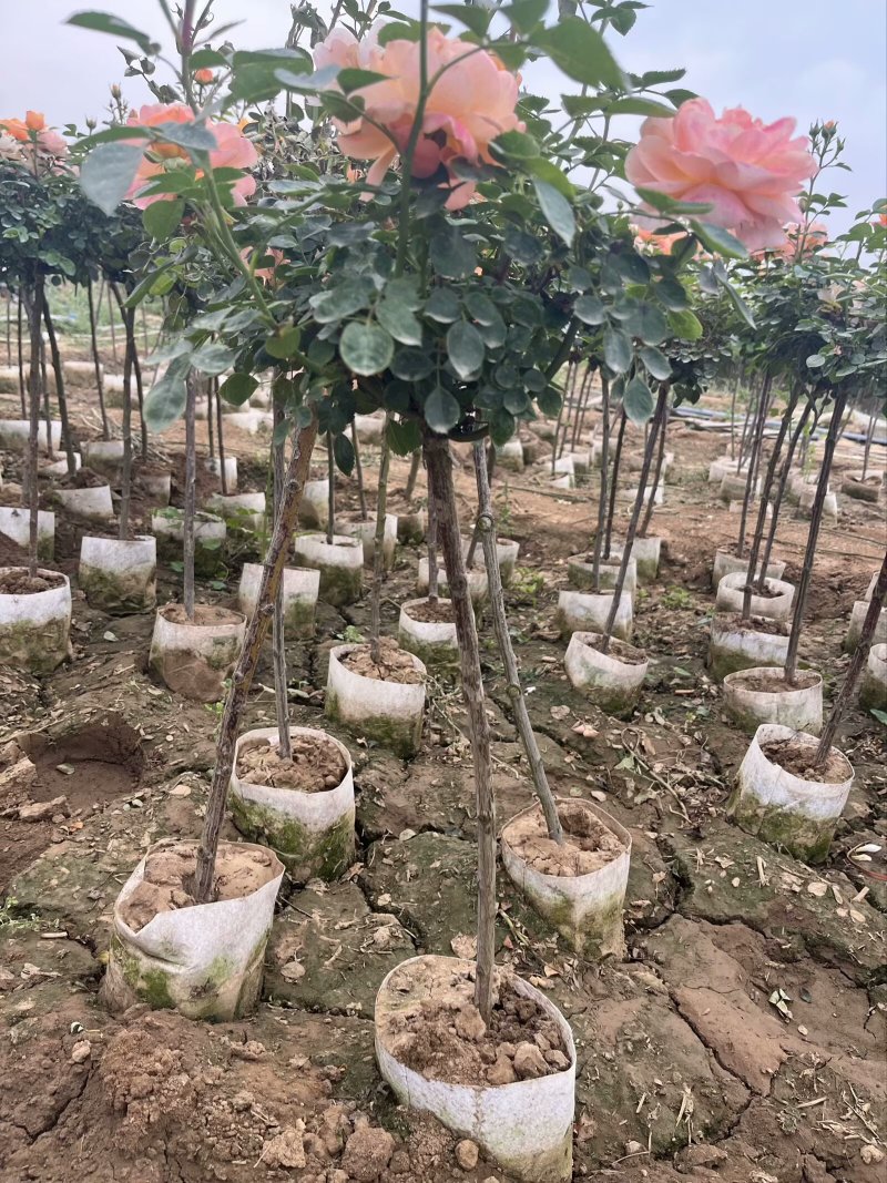 棒棒糖月季，基地直发！原土原盆发货，全国合作，诚信经营