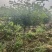 棒棒糖月季，基地直发！原土原盆发货，全国合作，诚信经营