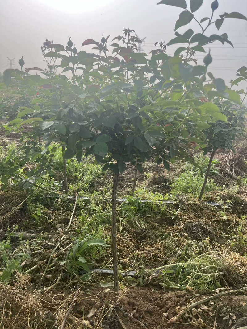 棒棒糖月季，基地直发！原土原盆发货，全国合作，诚信经营