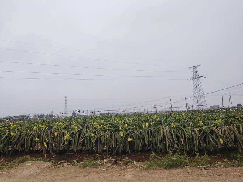 红心火龙果有需要提前联系，对接商超、批发市场