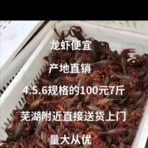 大量供应龙虾价格优惠