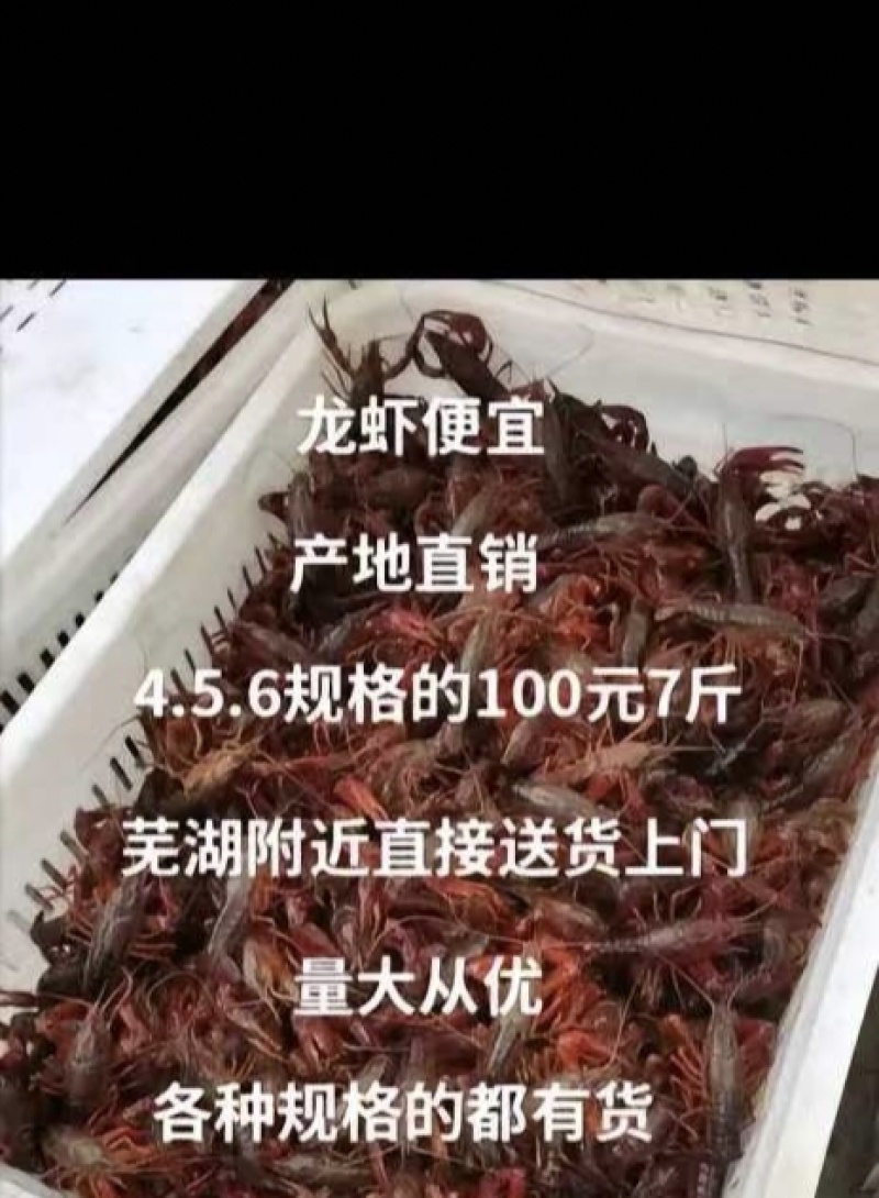 大量供应龙虾价格优惠