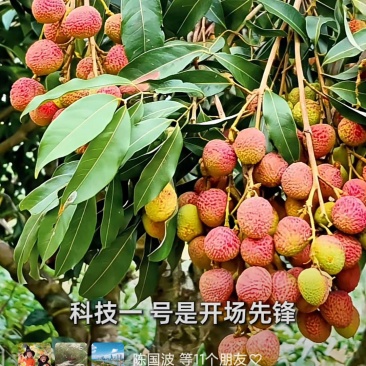 800亩茂名科技一号荔枝