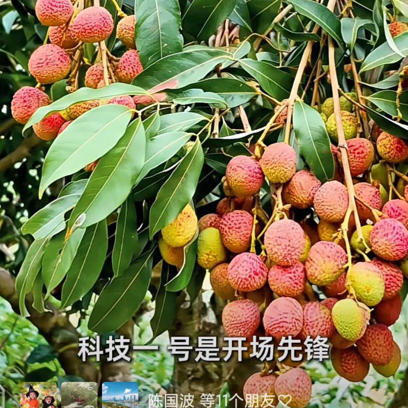 800亩茂名科技一号荔枝