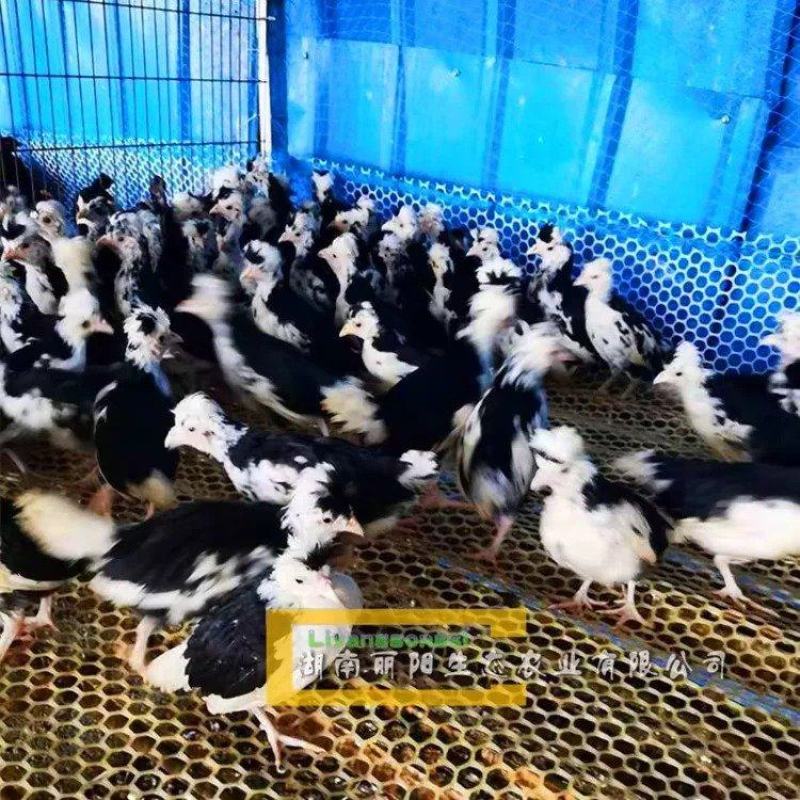 贵妃鸡脱温苗/贵妃鸡苗/贵妃鸡活苗/厂家直销