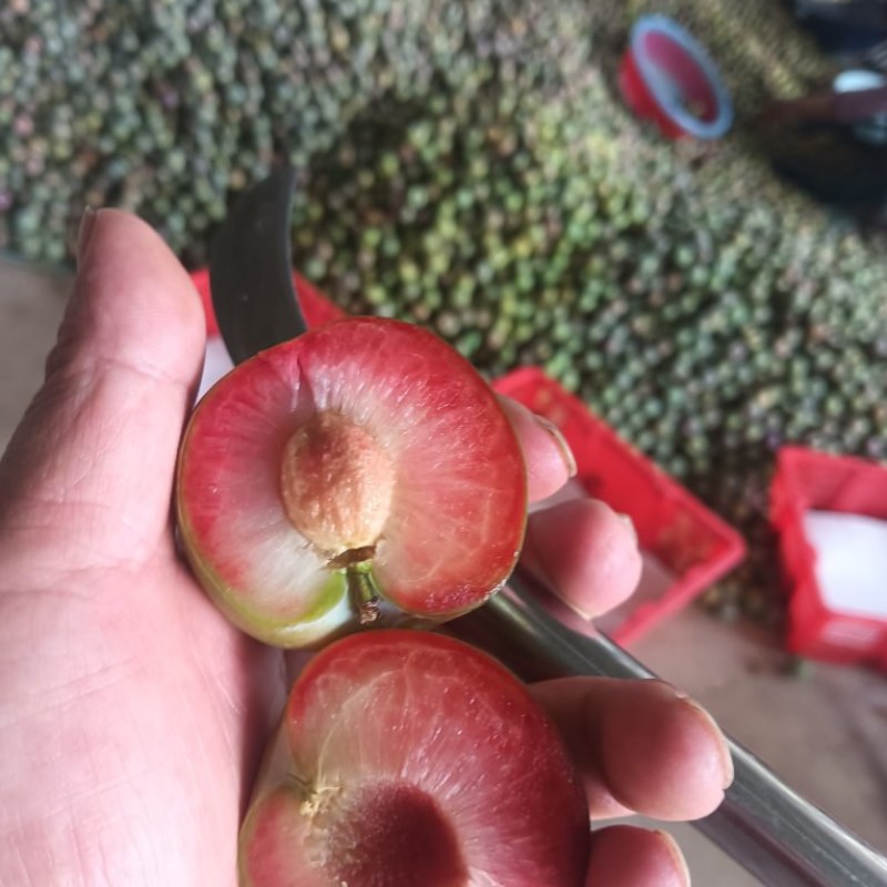 三华李产地直发