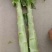 红叶莴笋