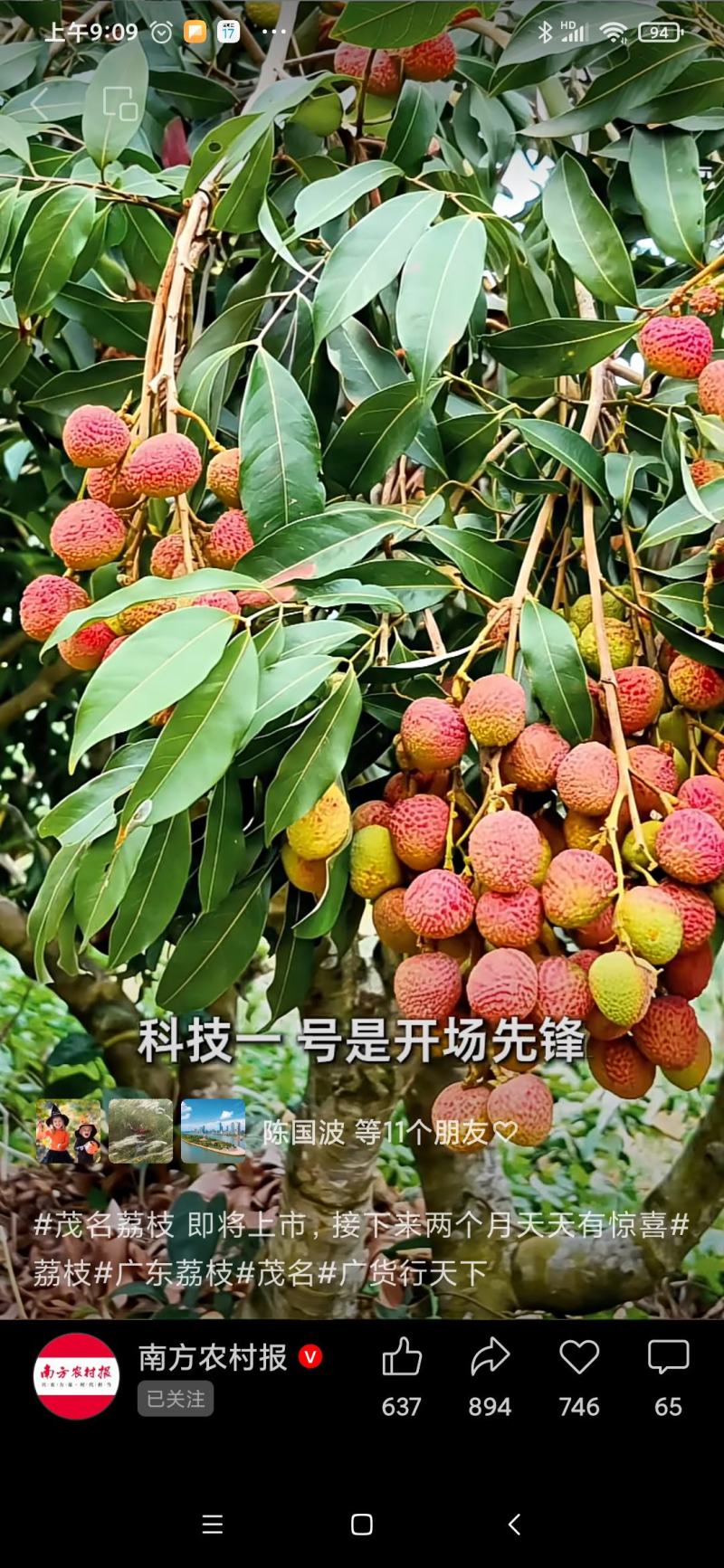 正宗荔枝产地800亩茂名科技一号早熟荔技新鲜上市