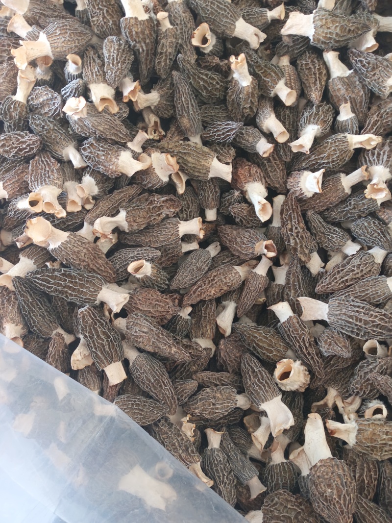头茬羊肚菌