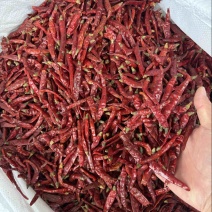 纯正进口印度椒精品印度椒高辣印度椒