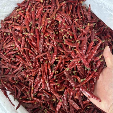 纯正进口印度椒精品印度椒高辣印度椒