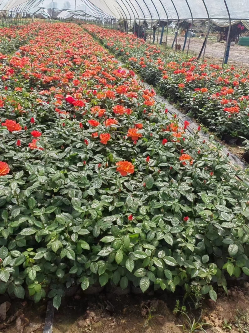 红苁蓉，基地直发！全国发货，诚信经营，合作共赢！量大从优