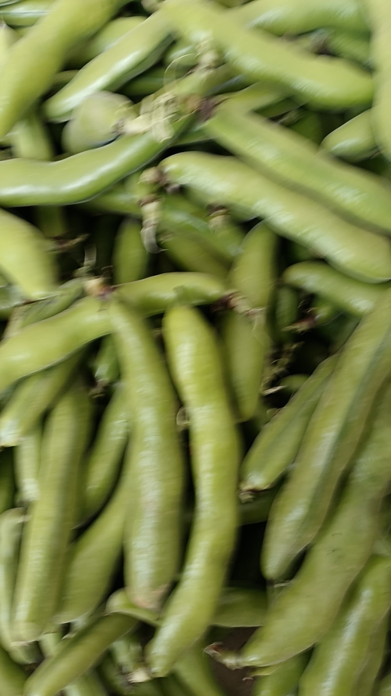 蚕豆，蚕豆新品种，基地大面积种植，角角长，豆子大，表皮好