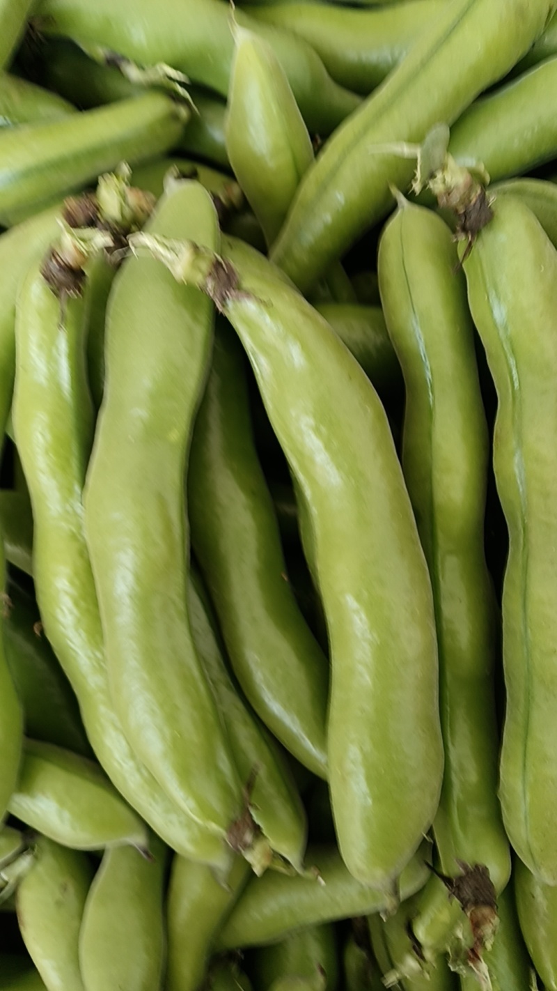 蚕豆，蚕豆新品种，基地大面积种植，角角长，豆子大，表皮好