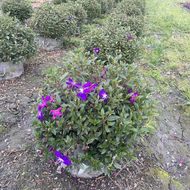 巴西野牡丹球批发，成都巴西野牡丹种植基地，紫牡丹价格