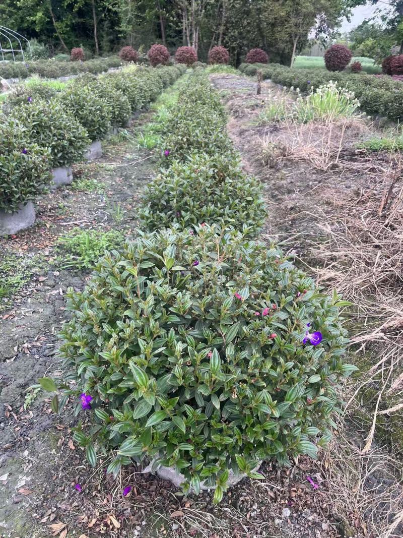 巴西野牡丹球批发，成都巴西野牡丹种植基地，紫牡丹价格