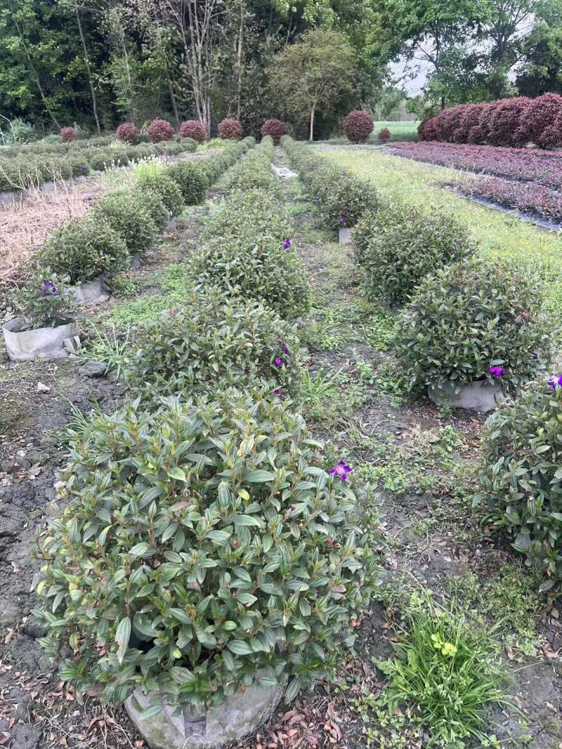 巴西野牡丹球批发，成都巴西野牡丹种植基地，紫牡丹价格