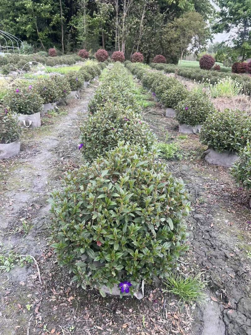 巴西野牡丹球批发，成都巴西野牡丹种植基地，紫牡丹价格