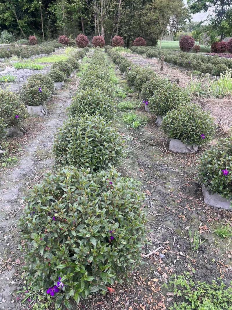 巴西野牡丹球批发，成都巴西野牡丹种植基地，紫牡丹价格