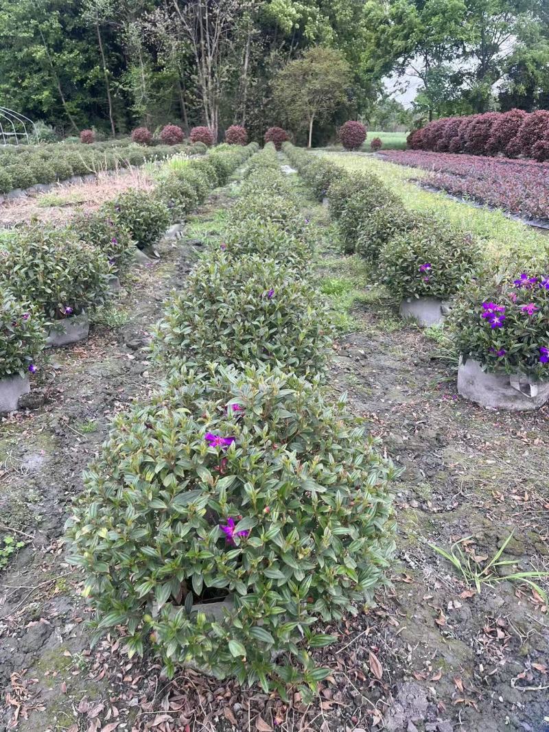巴西野牡丹球批发，成都巴西野牡丹种植基地，紫牡丹价格