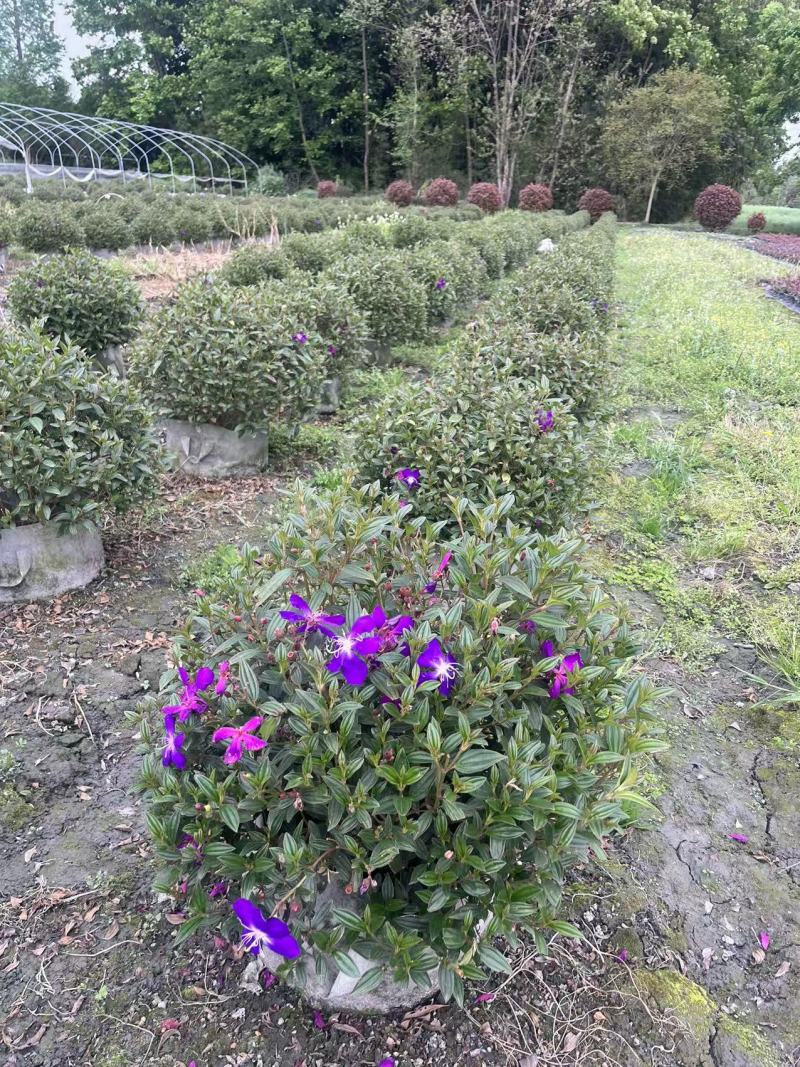 巴西野牡丹球批发，成都巴西野牡丹种植基地，紫牡丹价格