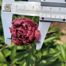观赏（重瓣）芍药鲜切花