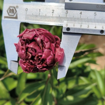 观赏（重瓣）芍药鲜切花