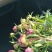 观赏（重瓣）芍药鲜切花