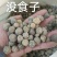 没食子墨石子muza无食子没石子宝辉多肉无硫止痒去皮煲汤