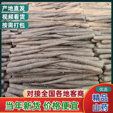 优选双棒山药基地发货实力货源长期供应质量保证