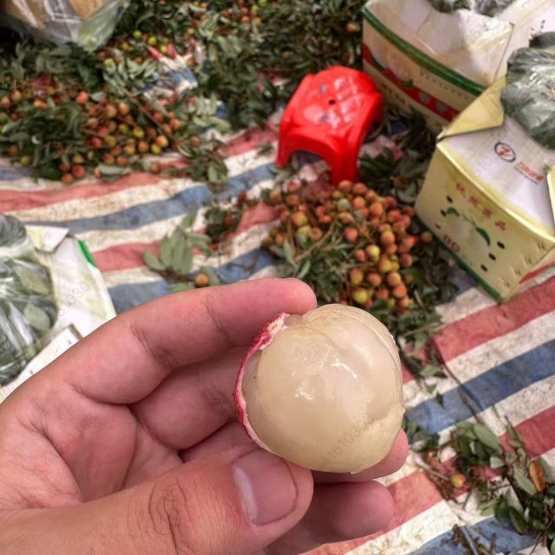 广西荔枝支持电商一件代发团购产地直销顺丰包油