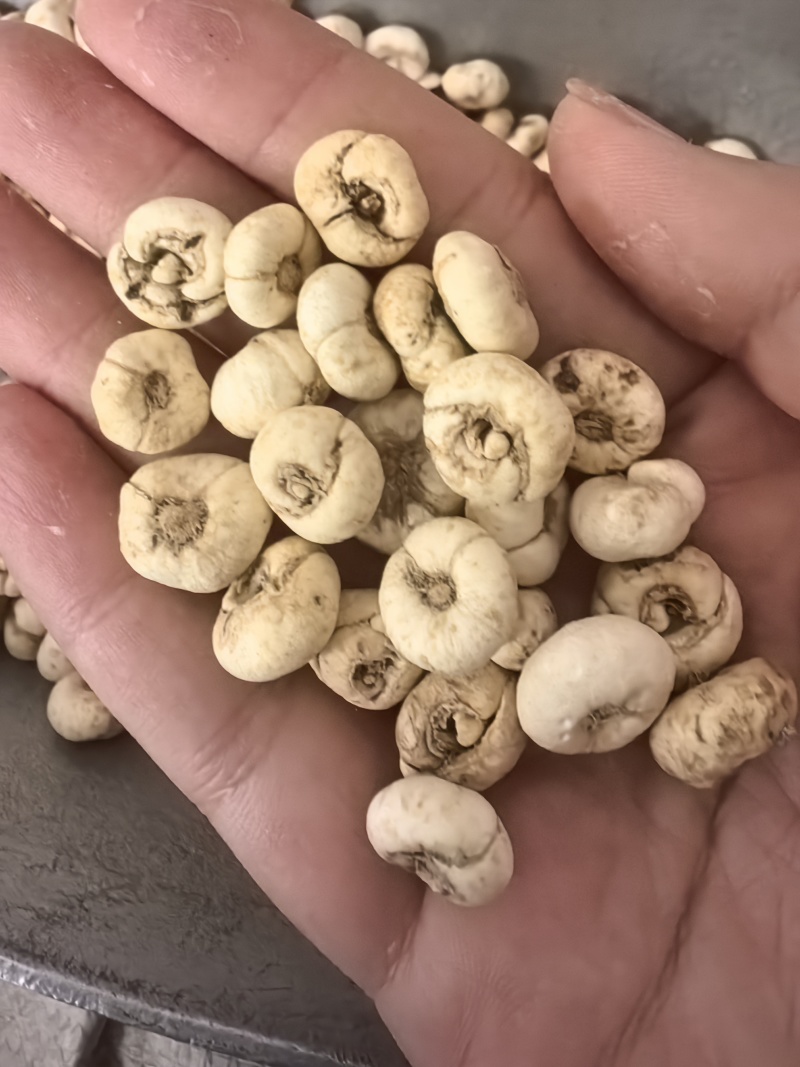 贝母平贝母统货无硫颜色好规格齐全品质保证价格优惠