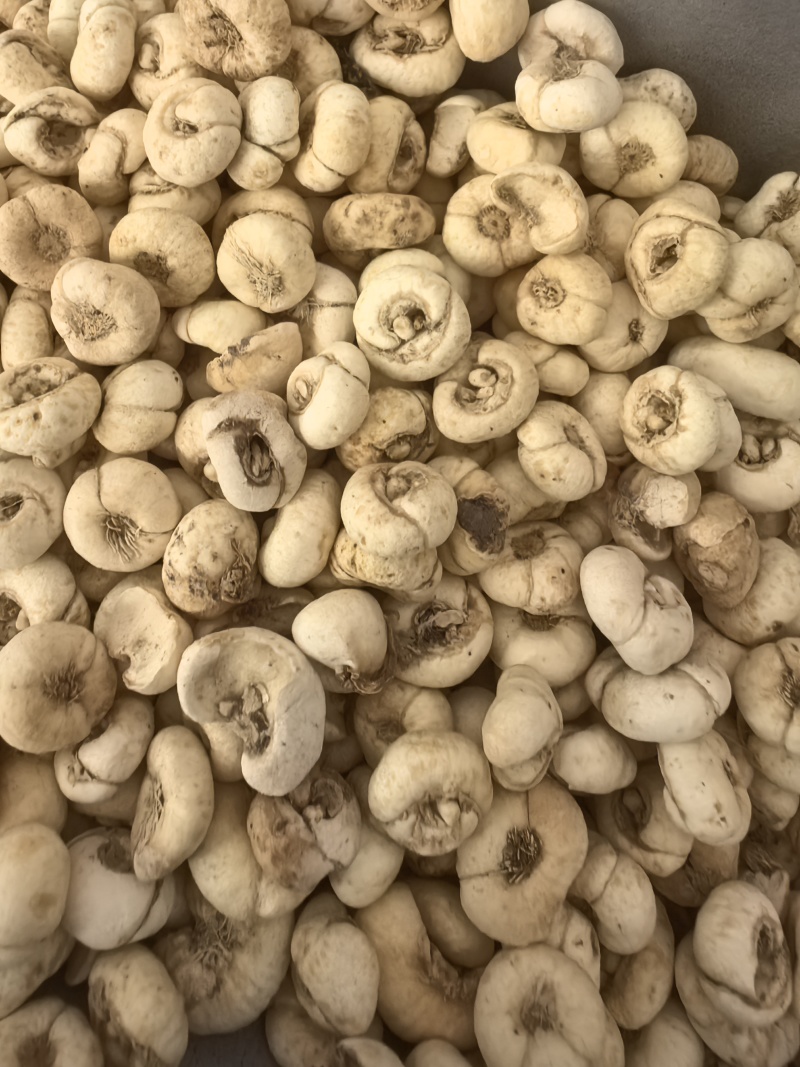 贝母平贝母统货无硫颜色好规格齐全品质保证价格优惠